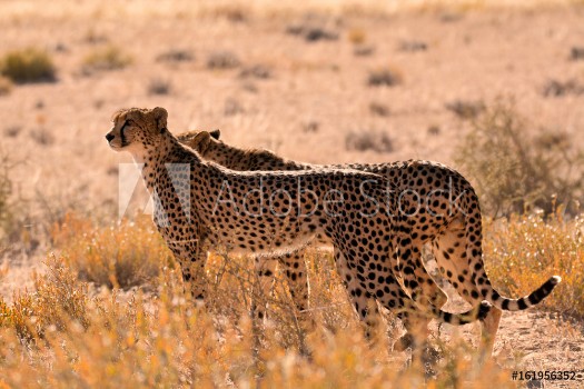 Picture of Two male Cheetah smelling the air for the scent of prey